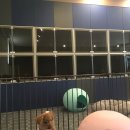 루프독 1027 네이버블로그