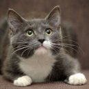 롯데네슬레코리아(주) 이미지