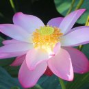 양산호수공원 이미지