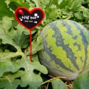 동일농장 이미지