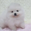 은아애견농장 네이버블로그