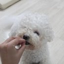 퍼피루미 | 우리집 강아지는 노즈워크 메디퍼피 액티브 영양제 하나면 최고에요!
