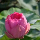 안가마실천 이미지