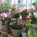 플라워&홈가드닝 이미지