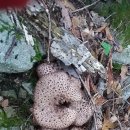 수한농장 이미지