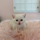 야옹아멍멍해봐 이미지