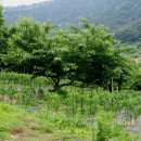 덕채농장 이미지