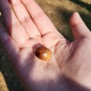 엄가네도토리 이미지