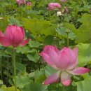 경주연꽃단지 이미지