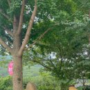 대바우가든 민박 이미지