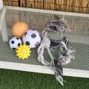 프찌 | 천안애견호텔 프찌 천안점 운동장 대관해서 뛰뛰하고 온 솔직후기