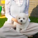 대구강아지분양 테디럽 이미지