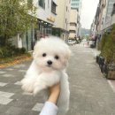 글로리 폭스 꼬똥 이미지