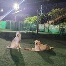 애견운동공원(하절기) 네이버블로그