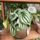 무인카페데이지 | 김해 봉황동 꽃집 24시 무인꽃집 로즈봉봉