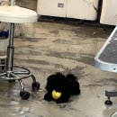 크러쉬 푸들 이미지