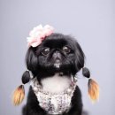 멍멍펫스토어 이미지