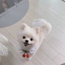 아이봄동물병원 이미지