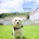 스타독스 이미지