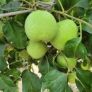 아란농장 이미지