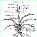 동양난(東洋蘭)의 기초상식(난일용6) 이미지