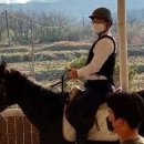 홀스앤팜승마클럽