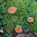 최종수농장 이미지