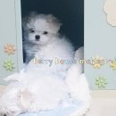 베리하우스 켄넬 이미지