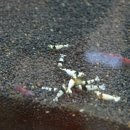 킹콩아쿠아 이미지