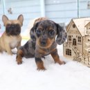 특별하개 이미지