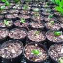 아라농장 이미지