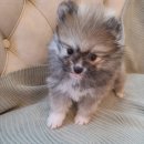 도그마루 강아지고양이 청주점 이미지