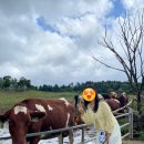솔비 농장 | 제주시 여행 장소 추천 | &lt;아침미소목장&gt; 날씨가 흐리면 흐린대로 좋으면 좋은대로 멋진 곳!