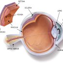 눈의 건강과 자연요법: 시력저하와 노인성황반변성(AMD) 이미지