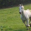 챔프이야기 이미지