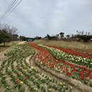 2025 섬 튤립축제 | 방금 다녀온 2025년 신안 튤립축제 섬에서 만난 봄, (4월 12일 방문)