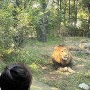 아이와 일본여행 10만원대 패키지 워킹맘투어 일본 일정 꿀팁 후기