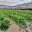 유성농장 이미지