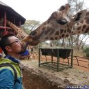 하쿠나마타타 이미지