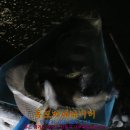 장전낚시터 Daum카페