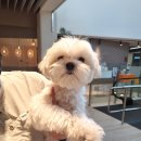 코코스퀘어 애견미용 이미지