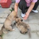 아산호로 네이버블로그