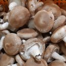 김창기머쉬룸팜 이미지