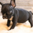 오케이독 이미지