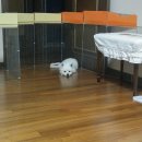 다녀오개 | 강아지 분리불안 훈련! 세나개 강형욱 훈련(반려견 교육) 후기.