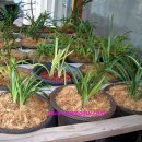 준 소프트 이미지