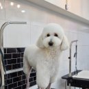 힐링애견샵 이미지