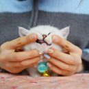 캣프렌즈 이미지