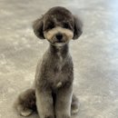 친구네 | 갈매 애견 미용 친구네 강아지 후기!