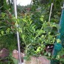 라임나무 이미지